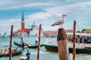 Venice, Italy. Seagull on pole against blurred panorama view of Chiesa di San Giorgio Maggiore or San Giorgio Maggiore island. Venice, Italy. Seagull on pole against blurred panorama view of Chiesa di San Giorgio Maggiore or San Giorgio Maggiore island.